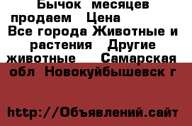 Бычок 6месяцев продаем › Цена ­ 20 000 - Все города Животные и растения » Другие животные   . Самарская обл.,Новокуйбышевск г.